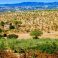 countryside immediately surrounding Vista Del Mondo.....olive groves + vineyards